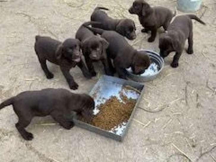 8 chiots Labradors LOF, de février 2023, à vendre