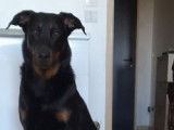Mâle Beauceron pour saillie
