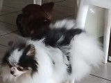 Disponible pour saillie, un chien Spitz Pomeranien LOF