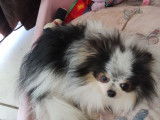 Disponible pour saillie, un chien Spitz Pomeranien LOF
