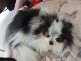 Disponible pour saillie, un chien Spitz Pomeranien LOF