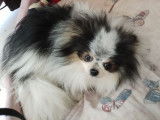 Disponible pour saillie, un chien Spitz Pomeranien LOF
