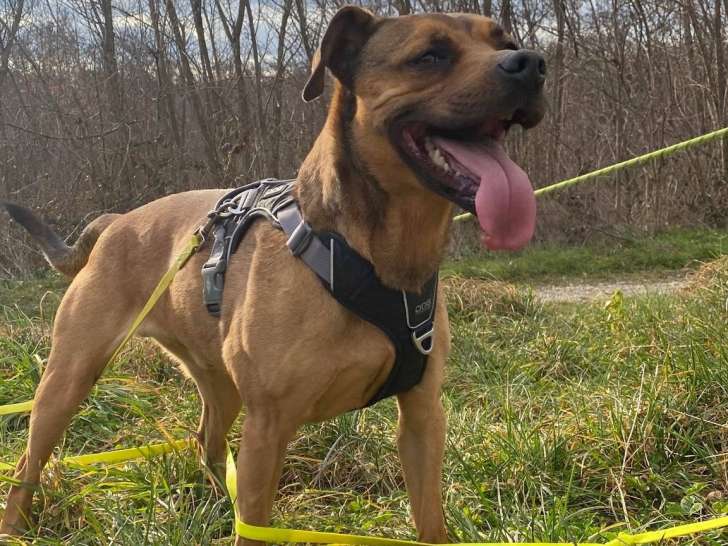 Chien de 6 ans à adopter