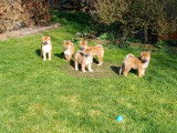 Superbes chiots Shiba Inu &agrave;  vendre
