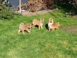 Superbes chiots Shiba Inu &agrave;  vendre