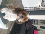 Rio, Shih Tzu LOF cherche femelle pour saillie