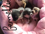 Chiots Chihuahua &agrave; vendre