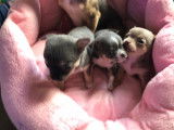 Chiots Chihuahua &agrave; vendre