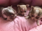 Chiots Chihuahua &agrave; vendre