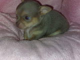 Chiots Chihuahua &agrave; vendre