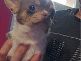 Chiots Chihuahua &agrave; vendre