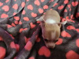 Chiots Chihuahua &agrave; vendre