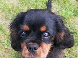 Redji, Cavalier King Charles noir et feu LOF disponible pour saillie