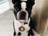 Mâle de race Boston Terrier disponible pour saillie