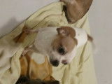 De race Chihuahua disponible pour saillie