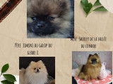Chiots Spitz Allemand mâles à vendre