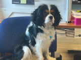 Cavalier King Charles disponible pour saillie