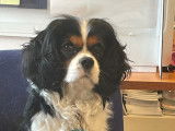 Cavalier King Charles disponible pour saillie