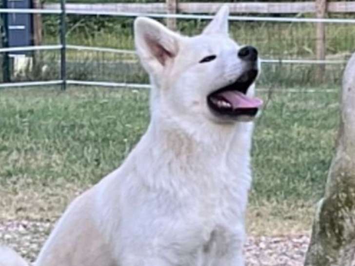 Chiot akita inu sable