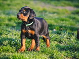 Chiots Dobermann LOF &agrave; vendre