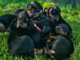Chiots Dobermann LOF &agrave; vendre