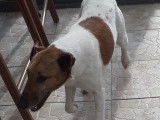 Mâle Fox Terrier à Poil Lisse disponible pour saillie
