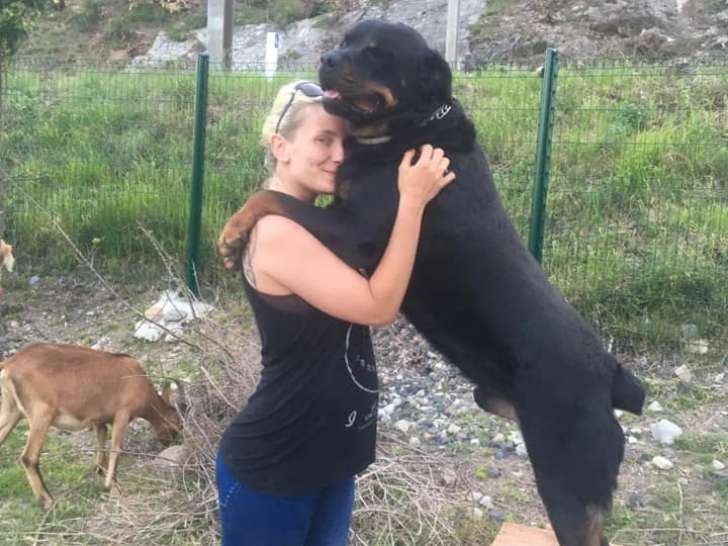 Urgent : cherche une famille pour mon Rottweiler