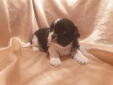 Chiots de type Shih Tzu à vendre