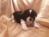 Chiots de type Shih Tzu à vendre