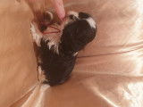 Chiots de type Shih Tzu à vendre