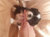 Chiots de type Shih Tzu à vendre