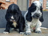Chiots de race Cocker Anglais à vendre (2 mâles)