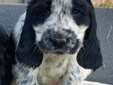 Chiots de race Cocker Anglais à vendre (2 mâles)