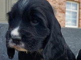 Chiots de race Cocker Anglais à vendre (2 mâles)