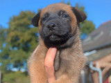 À réserver : 10 chiots Malinois LOF