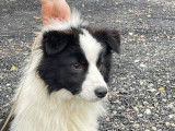 Chien Border Collie mâle LOF noir et blanc à vendre