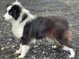 Chien Border Collie mâle LOF noir et blanc à vendre