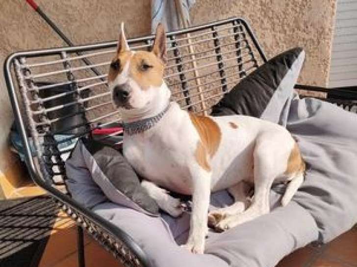 Chienne à donner