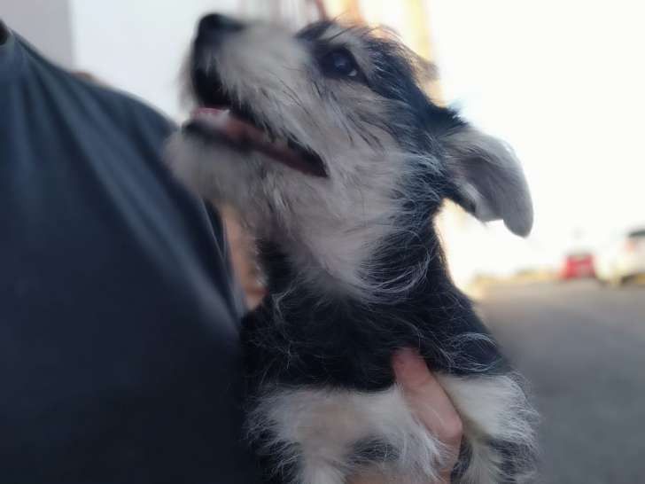 Chiot mâle à adopter