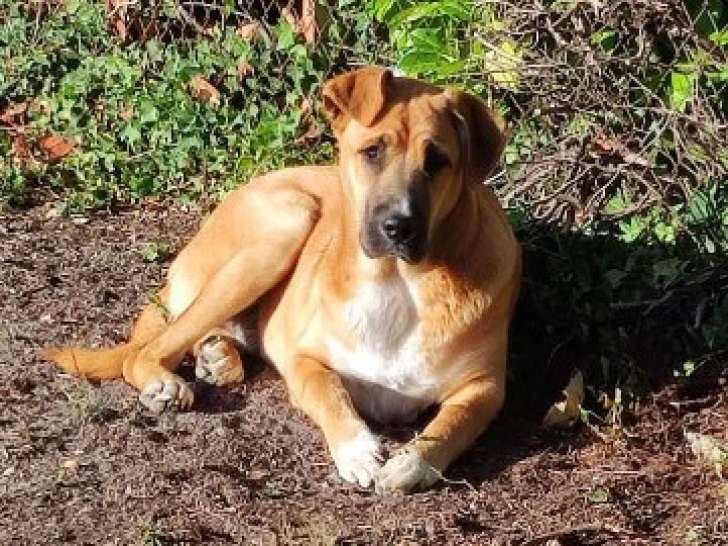 Chienne à donner