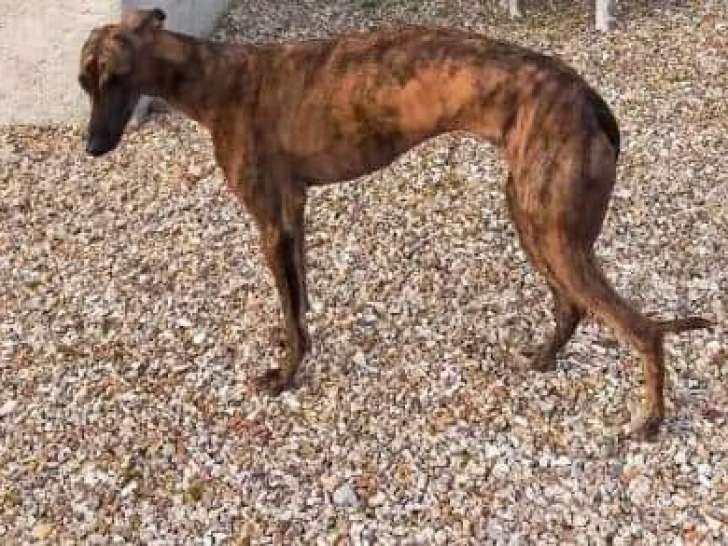 Chienne à adopter