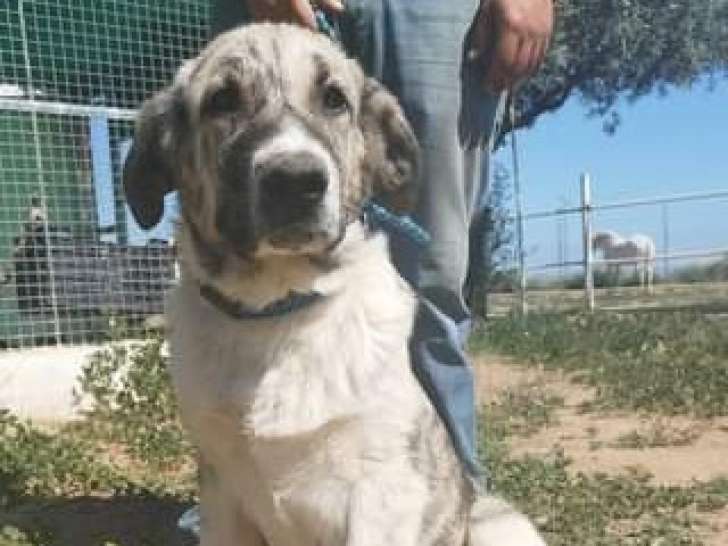 Chiot mâle à donner