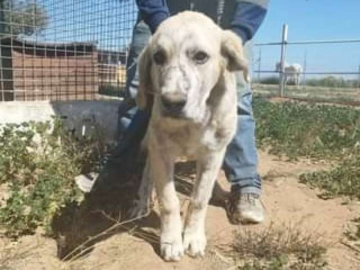 Chiot mâle à donner