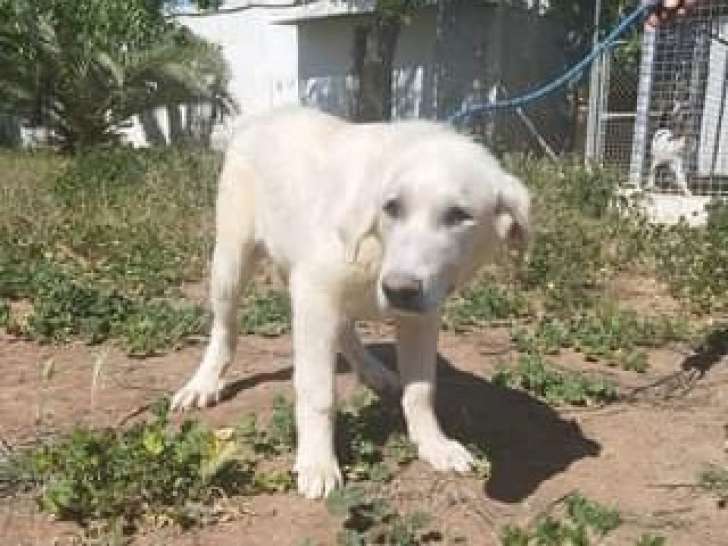 Chiot mâle à donner