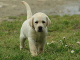 Femelle et mâles Labrador LOF disponibles immédiatement
