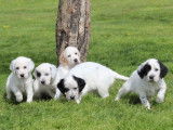 10 chiots Setters Anglais LOF à réserver