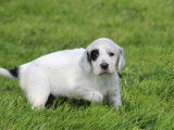 10 chiots Setters Anglais LOF à réserver