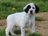 10 chiots Setters Anglais LOF à réserver