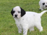 10 chiots Setters Anglais LOF à réserver