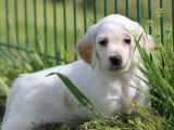 10 chiots Setters Anglais LOF à réserver